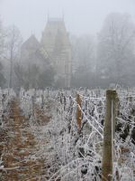 vignes (15).JPG